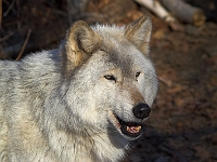 Arctic Wolf 025